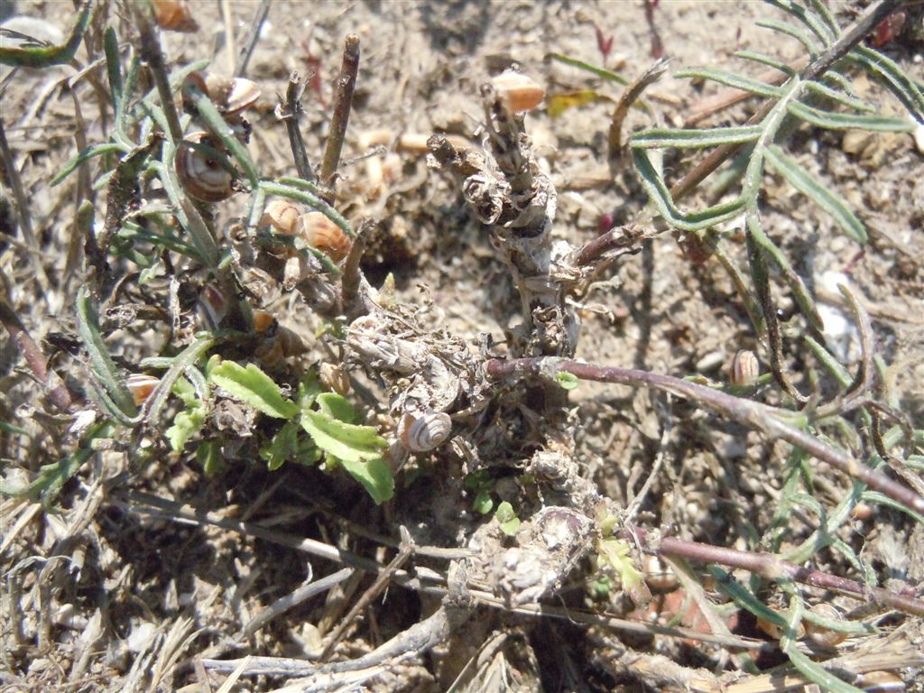 Caprifoliaceae - Scabiosa sp.